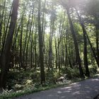 schattiger Wanderweg im Mühltal