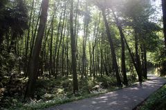 schattiger Wanderweg im Mühltal