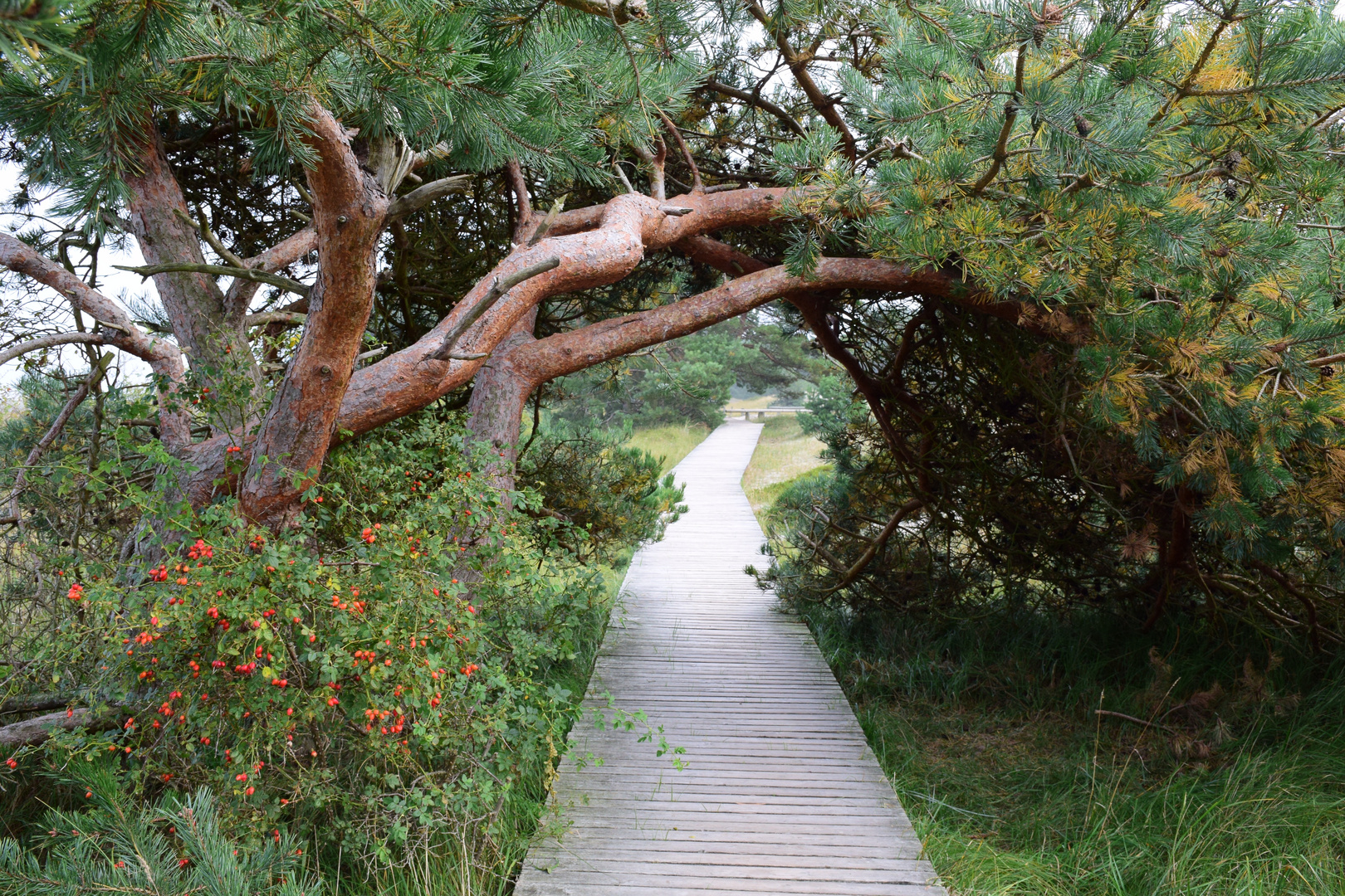 schattiger Weg am Darsser Ort