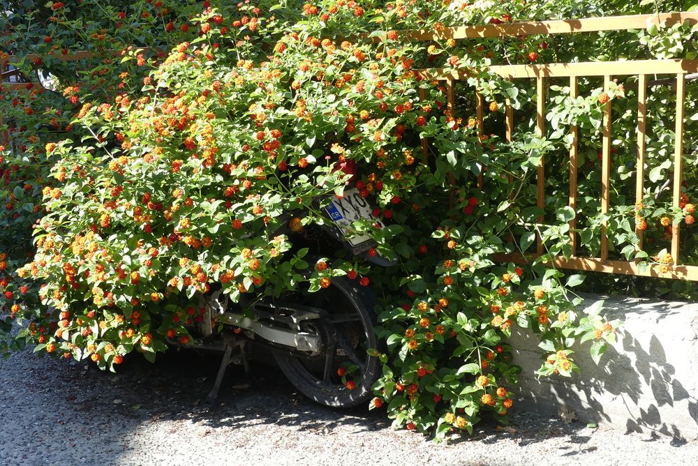 Schattiges Plätzchen oder Parkzeit abgelaufen? Foto &amp; Bild | europe ...