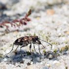 Schattiges Plätzchen unterm Heidebusch