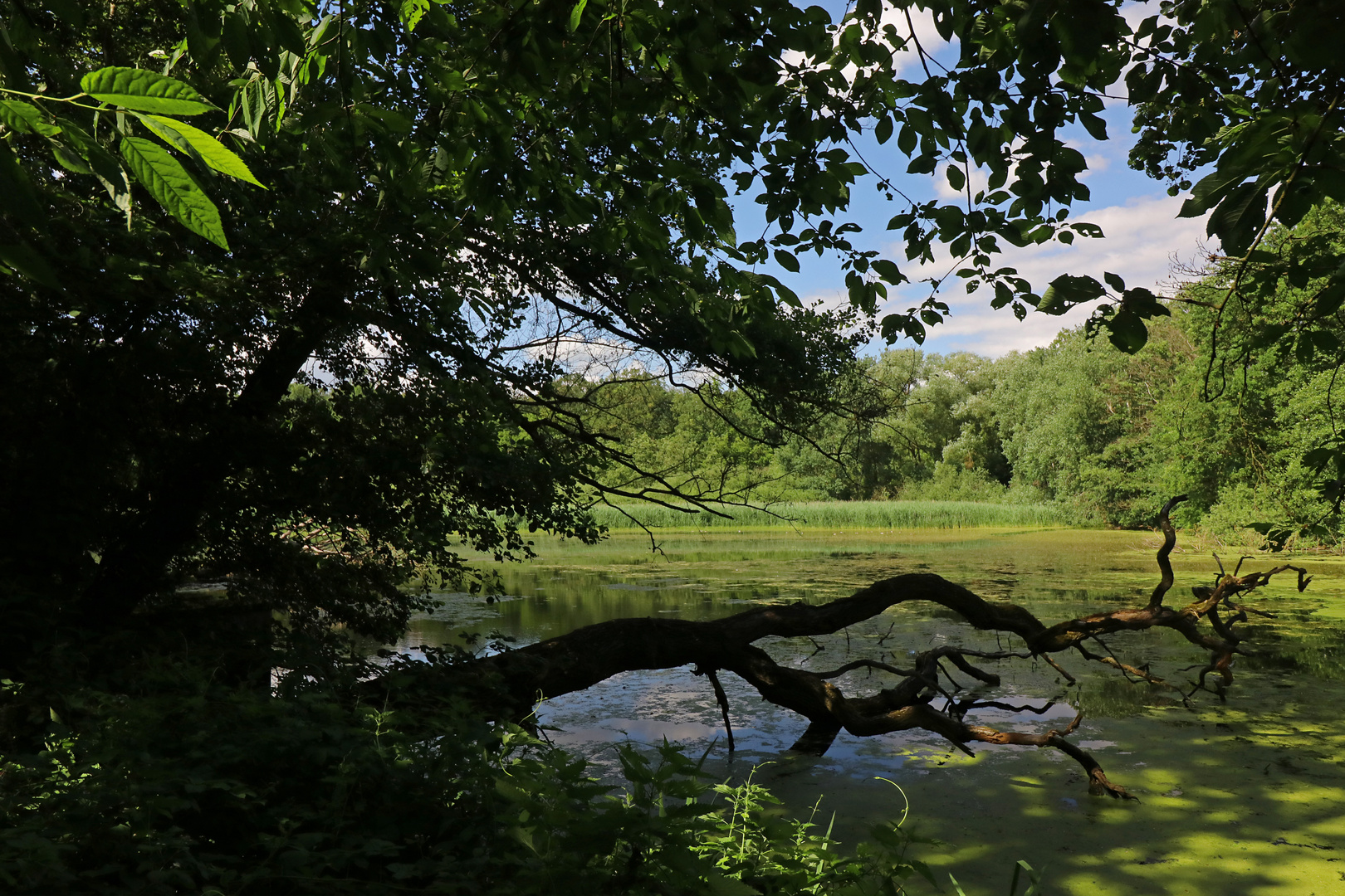 Schattiges Teichufer