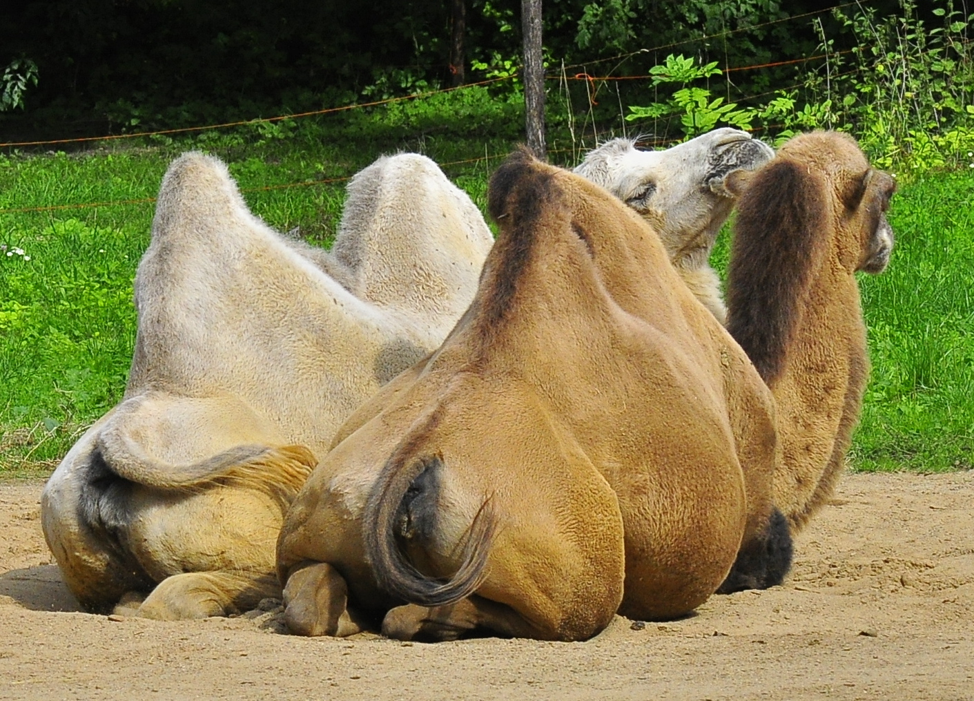 Schatz, Du musst mit Deinem Schwanz im Rhythmus wedeln..........