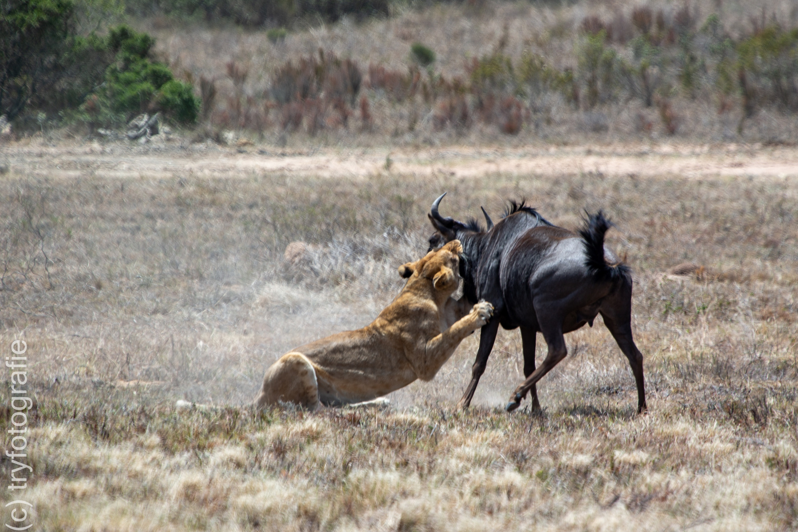 Schatz, es gibt heute Gnu zum Mittagessen