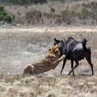 Schatz, es gibt heute Gnu zum Mittagessen