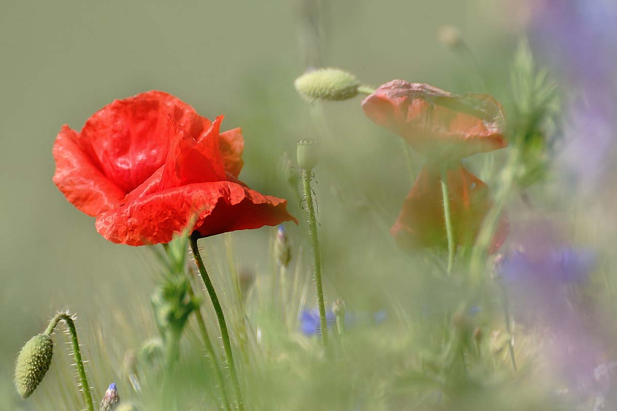 Schatz im Feld