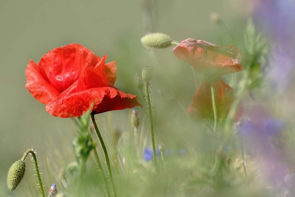 Schatz im Feld