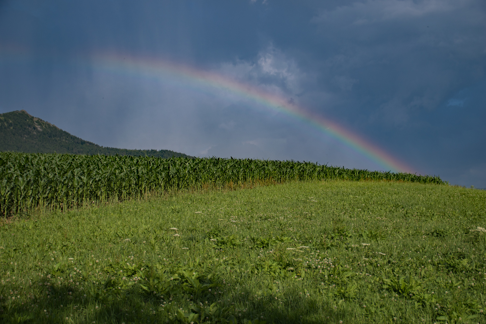 Schatz im Maisfeld