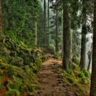 Schatzhauser im grünen Tannenwald...