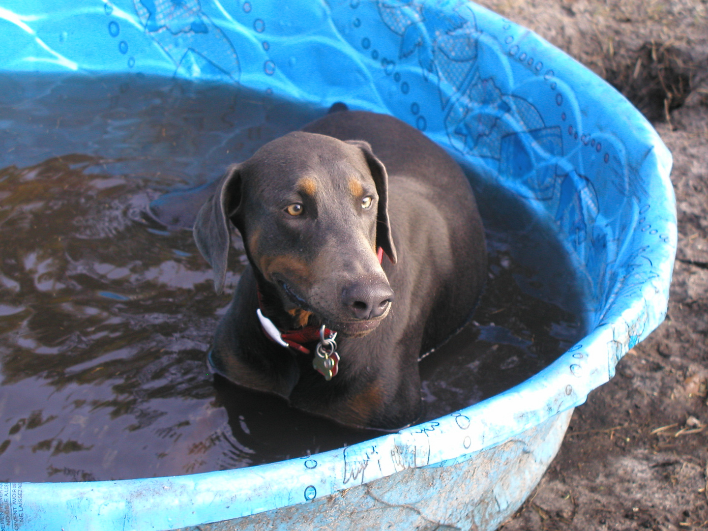 "Schatzi" hat Spass im Wasser