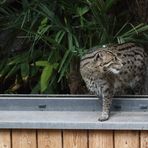 "Schatzi komm, die haben das Glas vergessen - wir machen die Zwiebel"