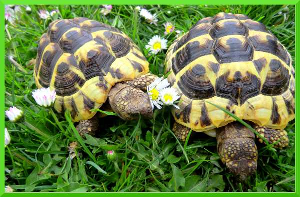 Schatz...ich schenk dir ein paar Gänseblümchen