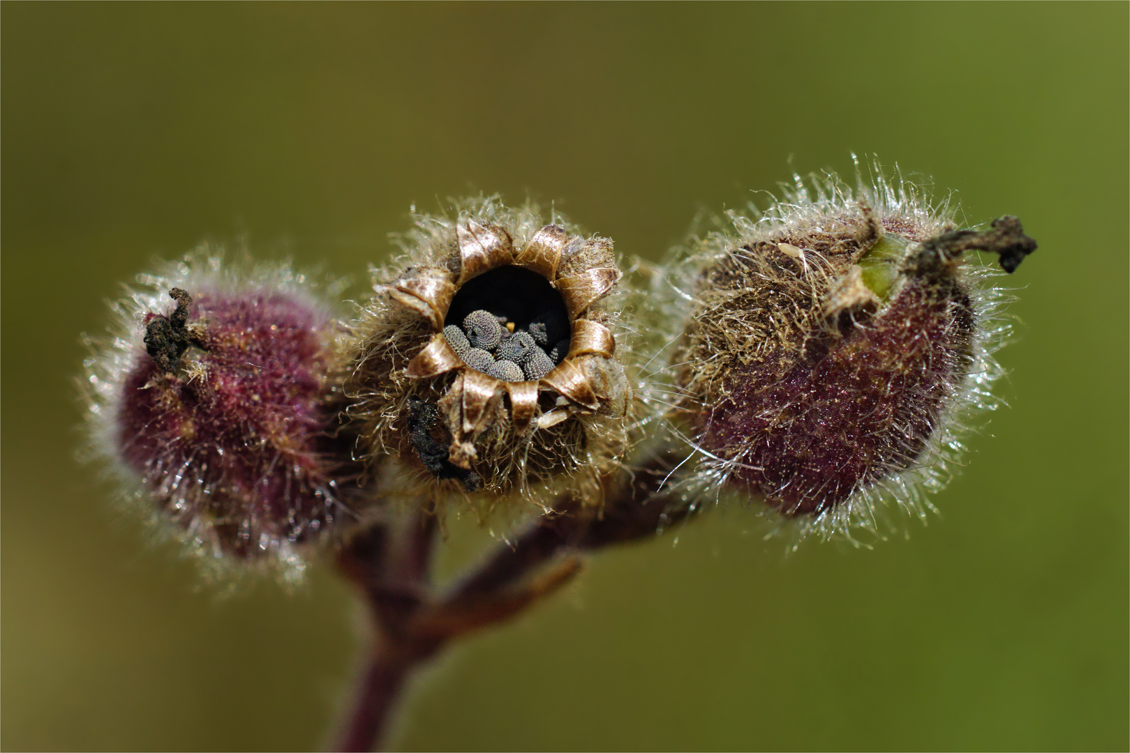 Schatztruhe der Natur 