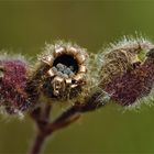 Schatztruhe der Natur 