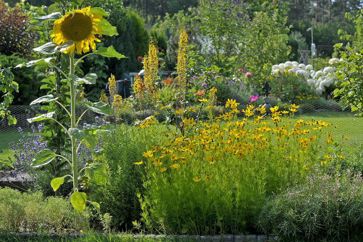 Schau an der schönen Gärten Zier Foto & Bild spezial, sommer, natur