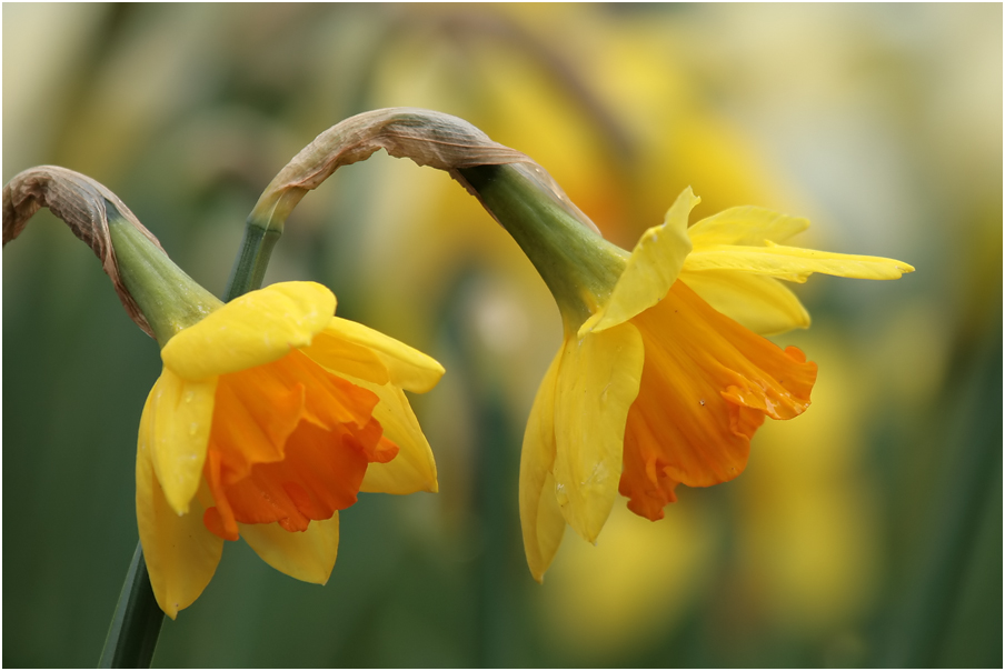 Schau an...der Frühling..:-)