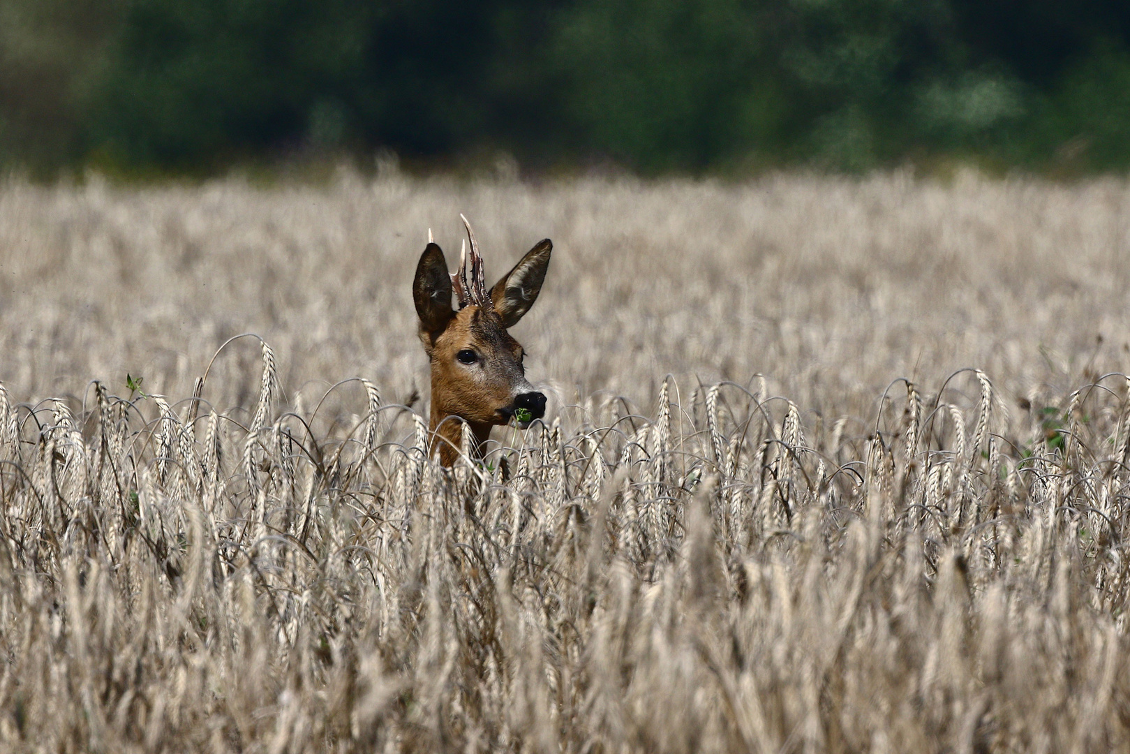 Schau aus dem Feld