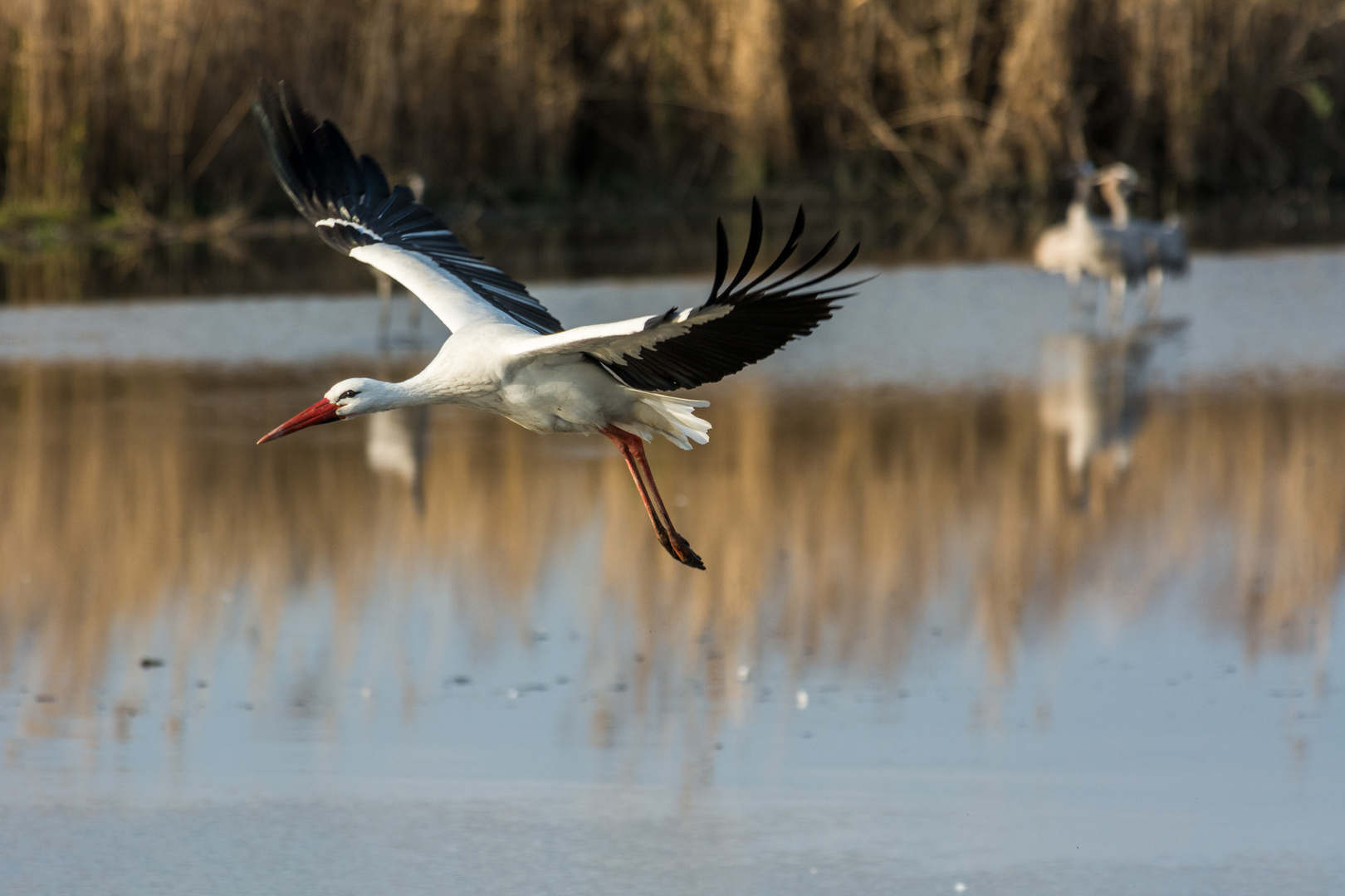 Schau der erste Storch aus Afrika (Chula Tal Israel)