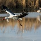 Schau der erste Storch aus Afrika (Chula Tal Israel)