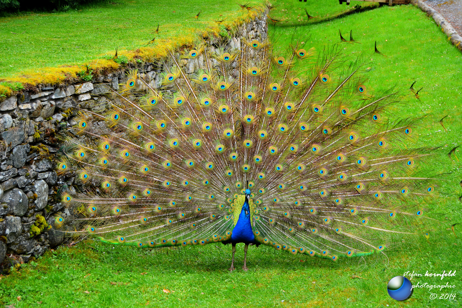 schau ein Pfau