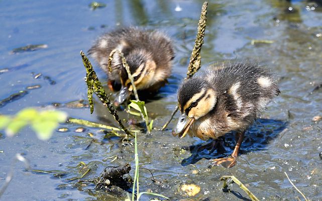 SCHAU EINMAL, DARF ICH DAS FRESSEN!