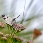 Schau! Es wird Frühling