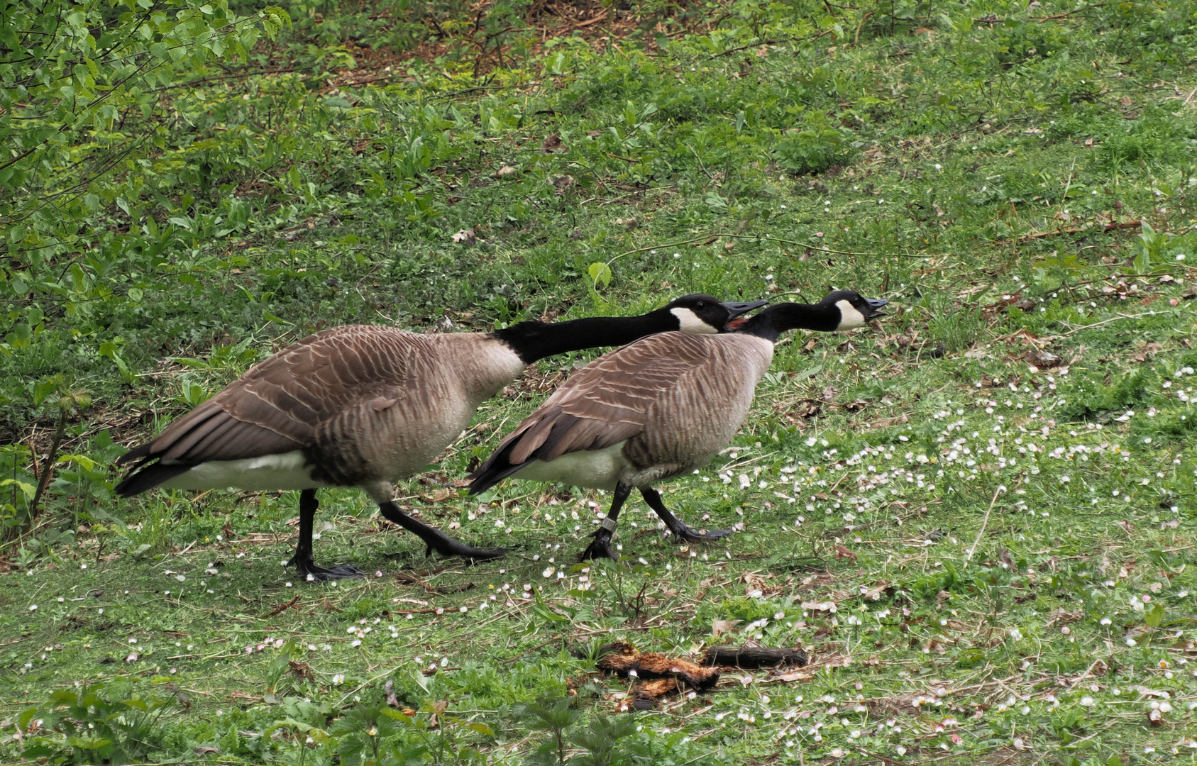 Schau Franz der da hinten hat mich dumme Gans genannt …