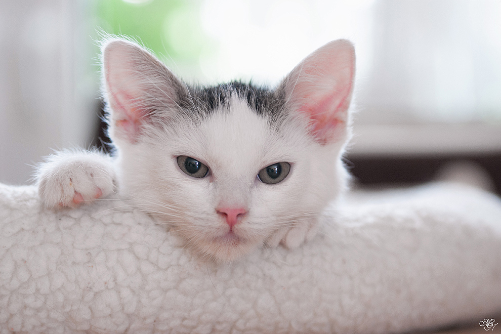 Schau in die Augen deiner Katze ...