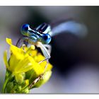 Schau in meine blauen Augen, ... :o)