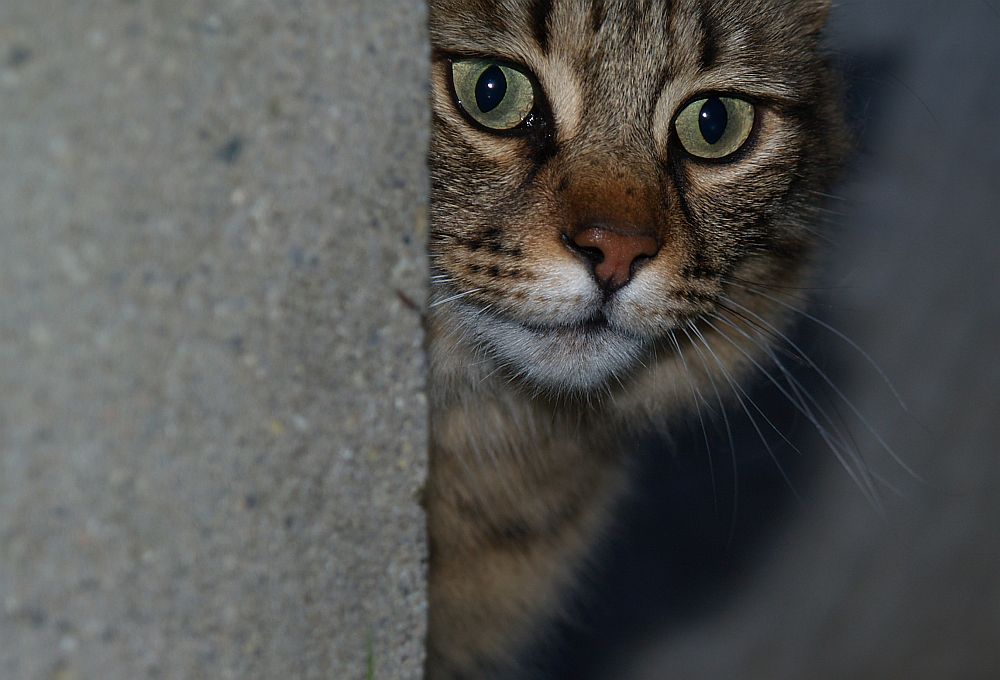 Schau lieber in die Augen eines Tigers als in die eines Beamten....