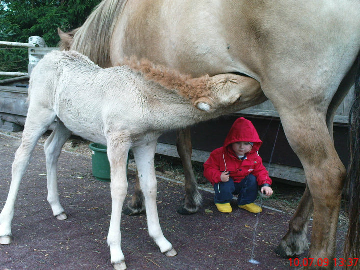 "schau mal, die Milch!"