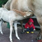 "schau mal, die Milch!"