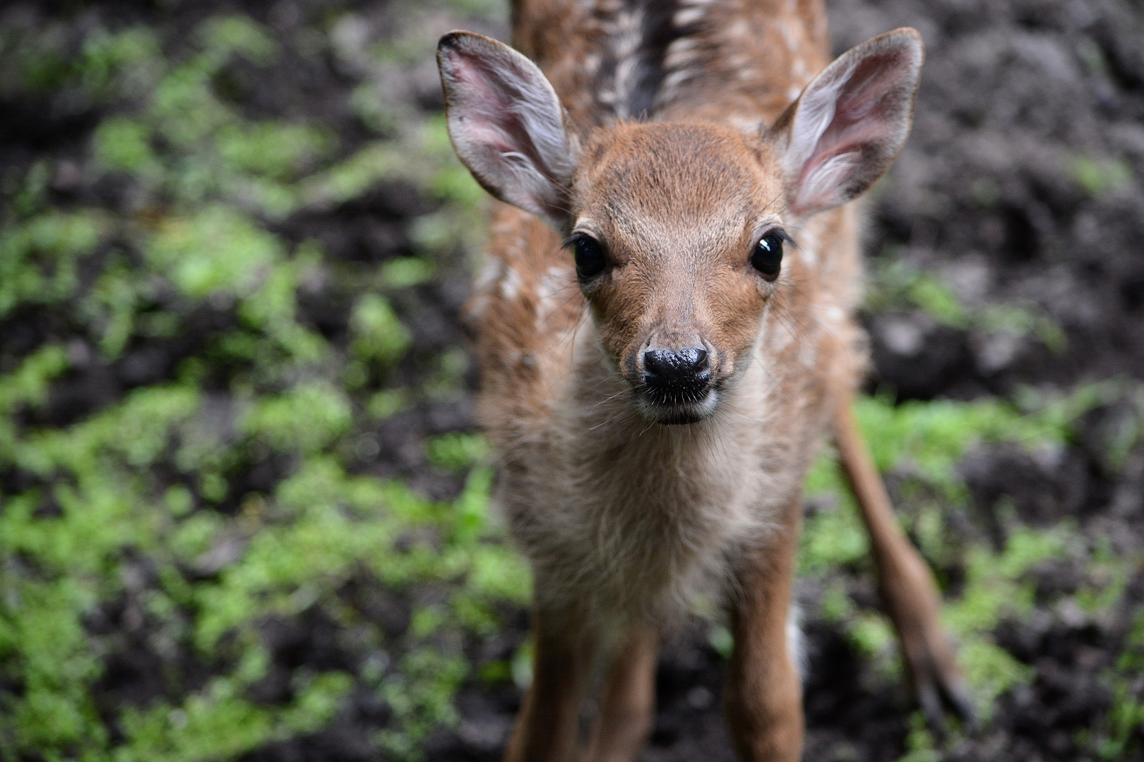 schau mal ein Bambi