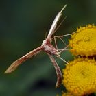 Schau mal ein Schmetterling ...(s-Geistchen)