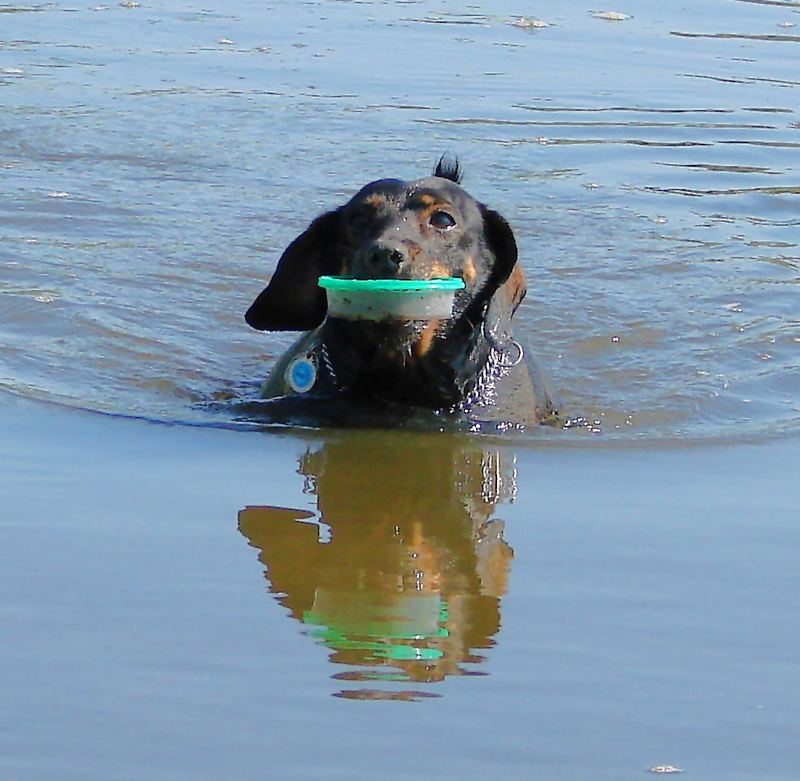 schau mal frauchen , was ich im wasser gefunden habe (AUFLÖSUNG)