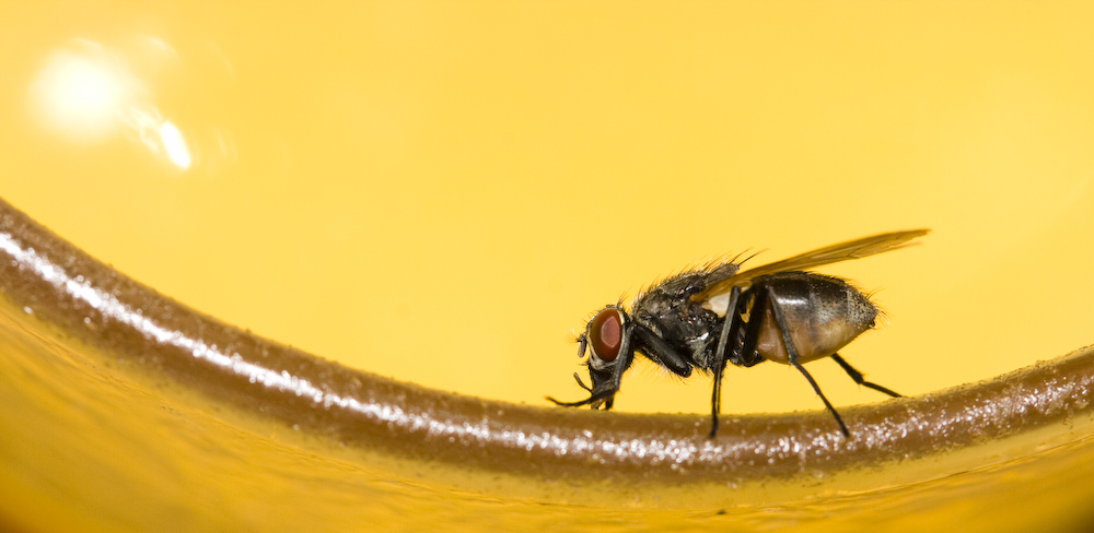 "Schau mal ich hab da ne Fliege im Glas"