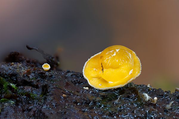 "Schau mal Junior............