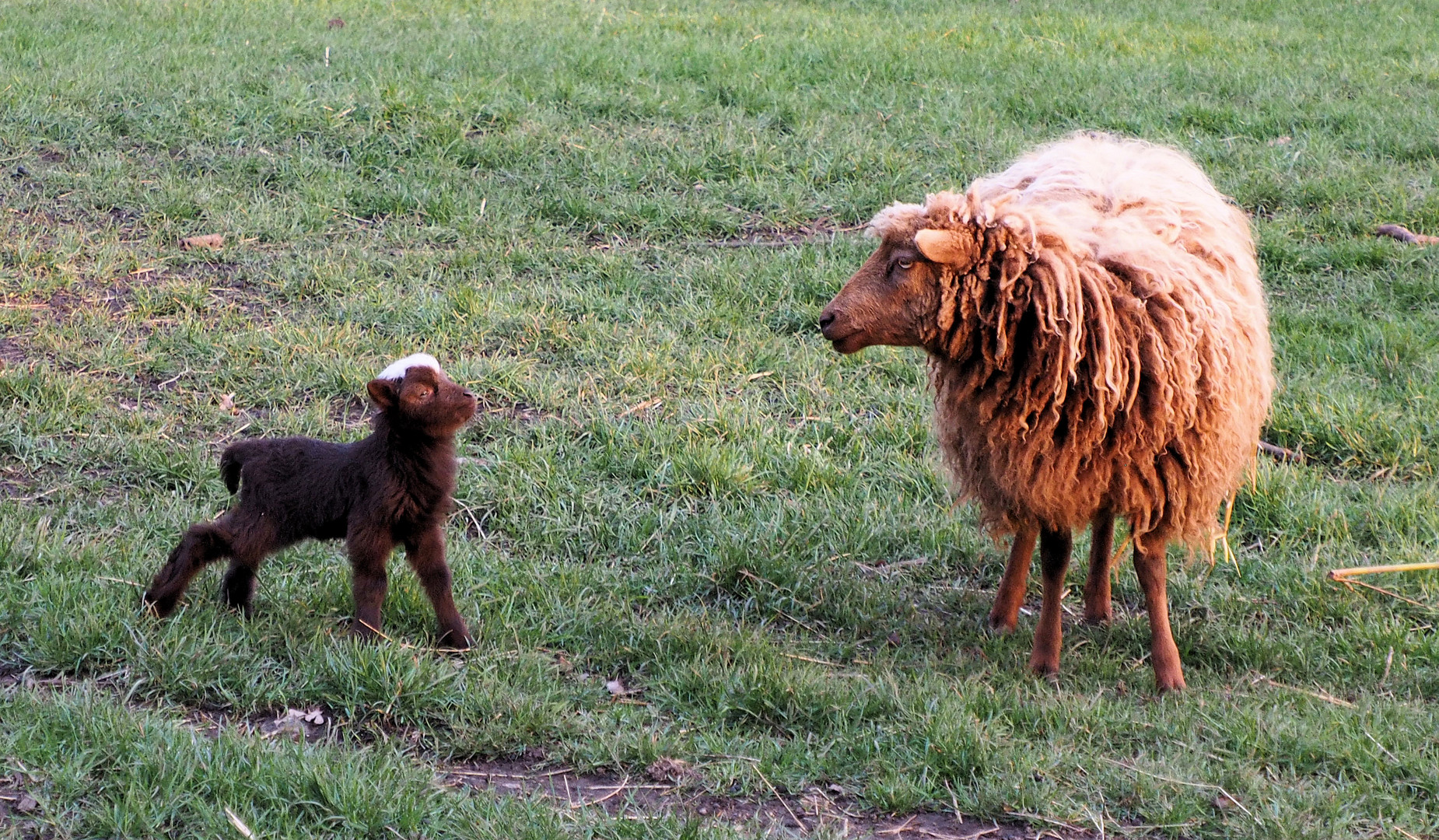 Schau mal Mama ... ich kann schon stehen .... 