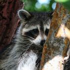 sonstige Tiere