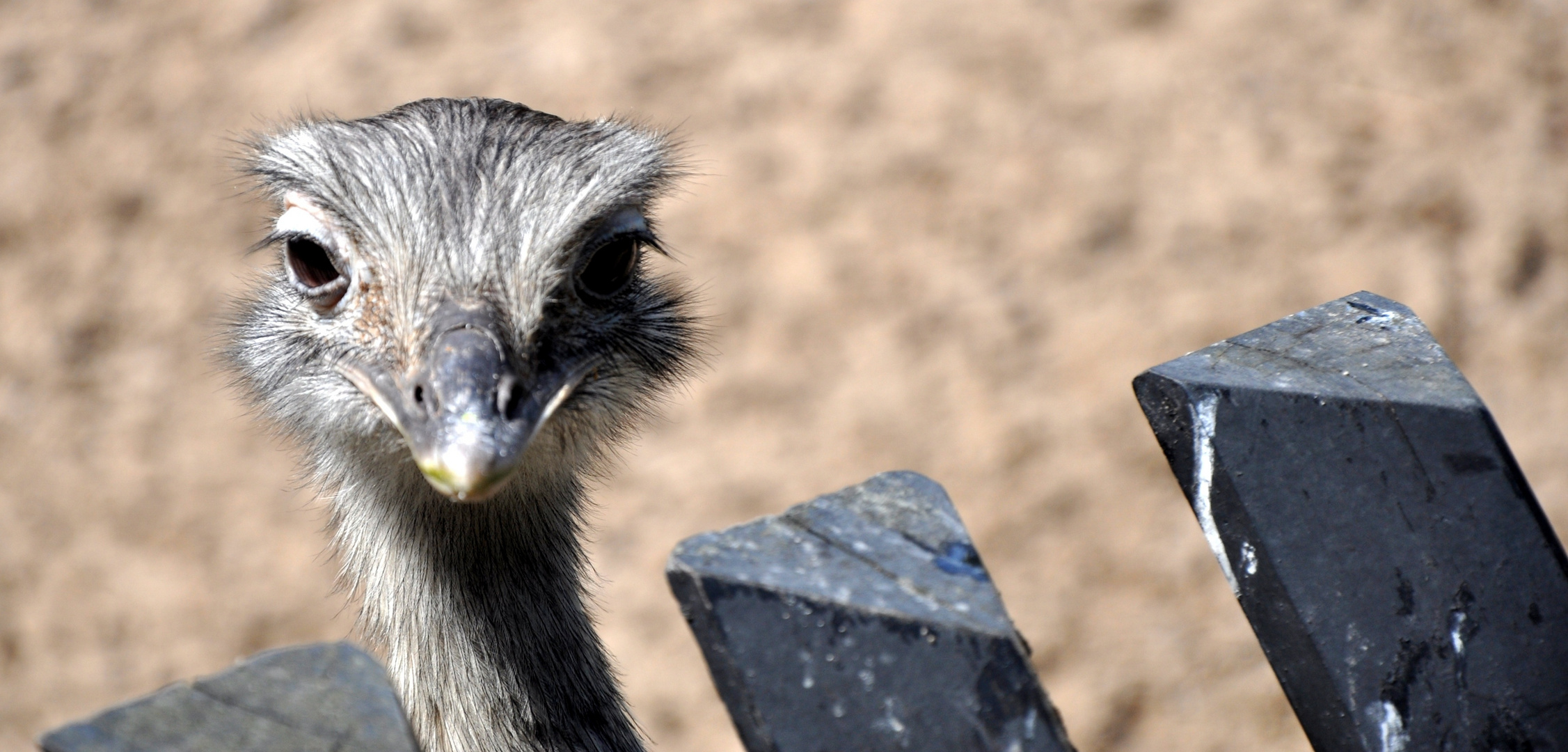 Schau mal, wer da guckt