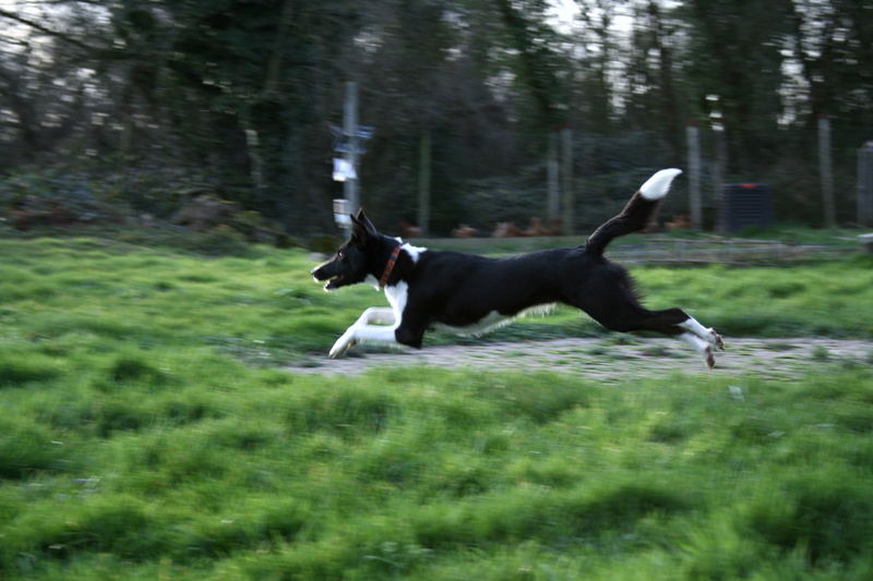 schau mal wie weit ich springen kann!