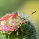 Schau mich an, bist du eine Beerenwanze wie ich?