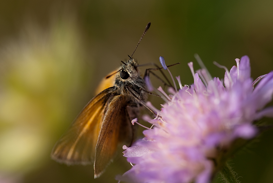 Schau mich an kleines. Oder die Nähe zu einem Schmetterling