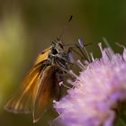 Schau mich an kleines. Oder die Nähe zu einem Schmetterling