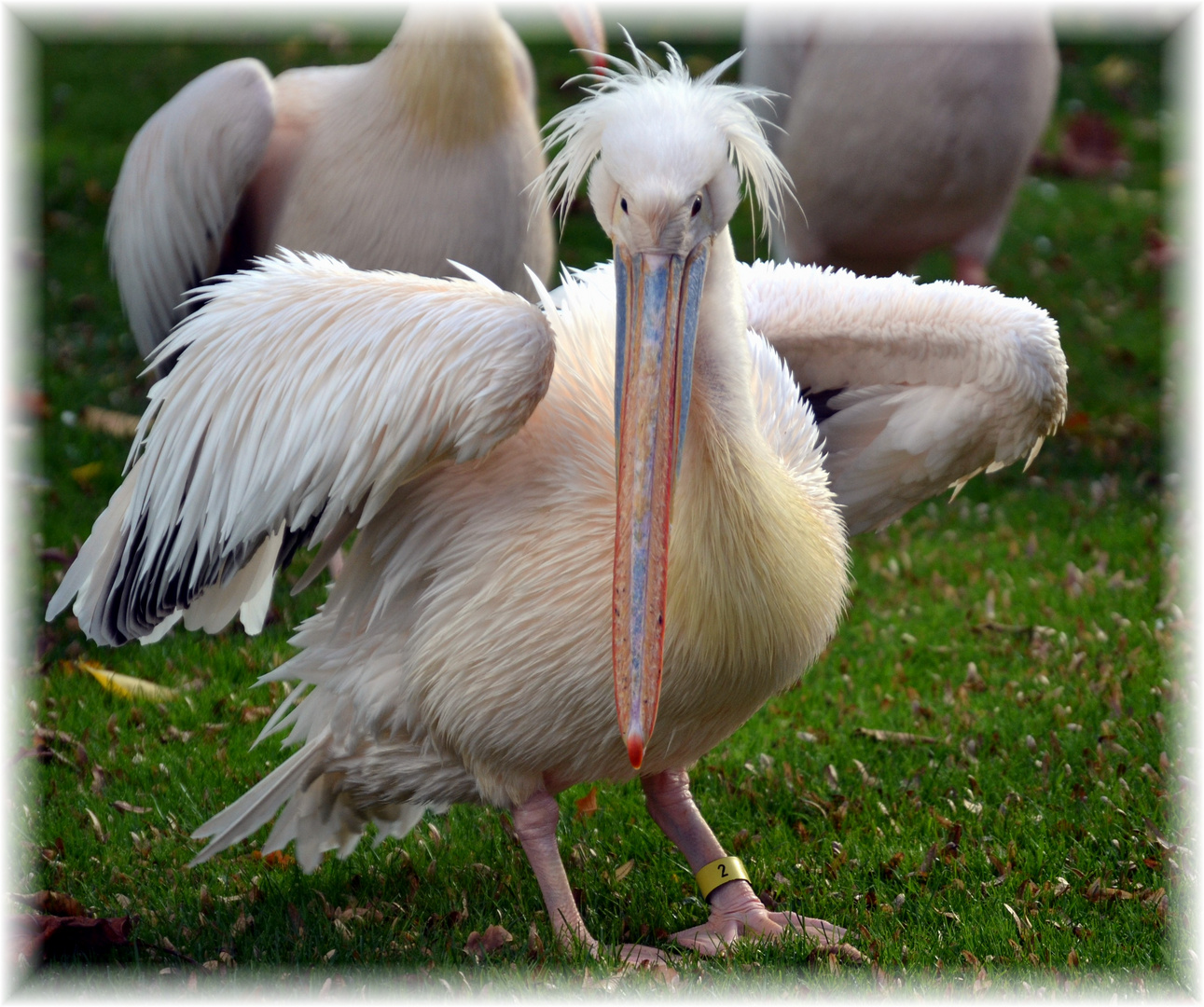 Schau mir gaaaaaaaanz tief in die Augen....Karlsruher Zoo