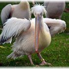 Schau mir gaaaaaaaanz tief in die Augen....Karlsruher Zoo