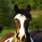 Schau mir in de Augen