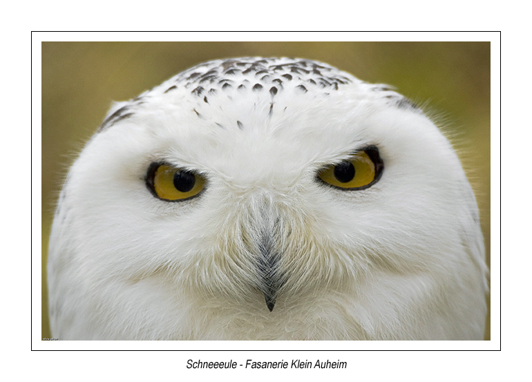 schau mir in die Augen...