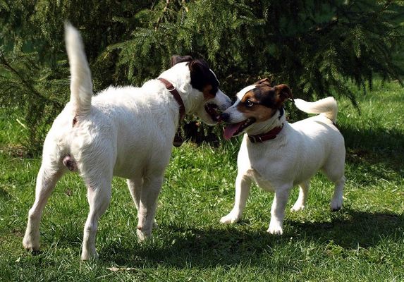 Schau mir in die Augen