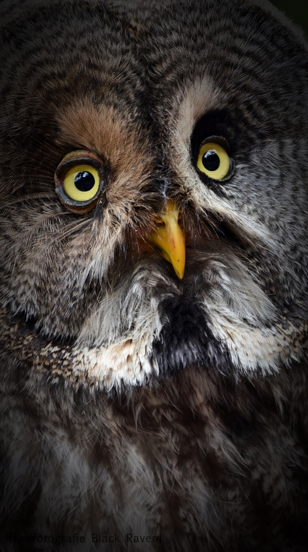 Schau mir in die Augen!